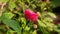 Rose buds in the garden.