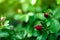 Rose buds in the garden over natural background