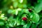 Rose buds in the garden over natural background