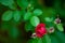 Rose buds in the garden over natural background