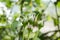 Rose buds in the garden over natural background close up. Azerbaijan nature. Selective focus