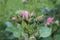 Rose buds view from the side. horticulture. Crop. Growing roses. Flower background