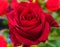 Rose burgundy - flower plant macro