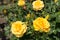 Rose bush with amber yellow flowers