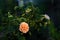 Rose bush with beautiful amber-colored flower in summer garden on dark background