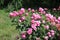 Rose bush, beautiful pink roses in a garden