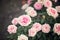 Rose bush bouquet tender pink on a green background