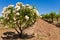 Rose Bush at a California Vineyard