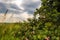 Rose bush and clouds