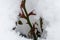 Rose bush covered with snow