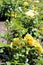 A Rose Bush Filled with Blooming Yellow Flowers and Buds