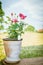 Rose bush in flower pot on wooden terrace over sky