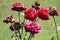 Rose bush with fresh and withered flowers