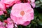 Rose Bush Hybrid Tea Rose