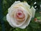 Rose bush with light pink blossom waterdrops in the garden