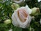 Rose bush with light pink blossom waterdrops in the garden