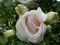 Rose bush with light pink blossom waterdrops in the garden