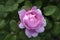 Rose bush with open pink flower