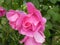 Rose bush with pink blossom waterdrops in the garden