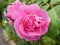 Rose bush with pink blossom waterdrops in the garden