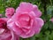 Rose bush with pink blossom waterdrops in the garden