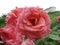 Rose bush with pink blossom waterdrops in the garden