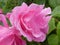 Rose bush with pink blossom waterdrops in the garden