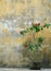 Rose bush in pot against old weathered yellow wall