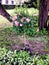 A rose Bush in a pot on the lawn