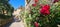 Rose bushes flanking a street in the city center of Sarlat, a French medieval town