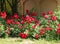 Rose bushes in the garden