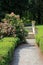 Rose bushes and pebbled walkway in garden