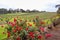 Rose bushes planted close to the vines show the marks of the disease before the vines do. Vineyards and winery at spring time,