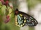 Rose butterfly (ornithoptera priamus)