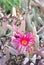 Rose cactus flower ibiza spain