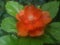 rose cactus or pereskia bleo blooming in the garden