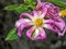 Rose cactus Pereskia grandifolia - closeup