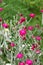 Rose campion flowers