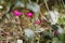 Rose Campion flowers or Silene coronaria