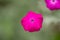 Rose campion Silene coronaria Atrosanguinea, lilac flower close-up