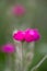 Rose campion Silene coronaria Atrosanguinea, lilac flowers