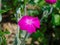 Rose campion Silene coronaria flower in the summer