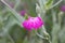 Rose campion, Silene coronaria, lilac flower and buds