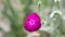 Rose campion, Silene coronaria, magenta flower