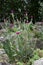 Rose campion, Silene coronaria, plant in natural habitat