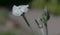 Rose campion, Silene coronaria, white flower and buds