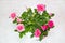 Rose Cardana Grande plant Latin RÃ³sa with bright pink flowers in a pot on a light background, top view. Flora home indoor