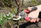 Rose care in spring. Rose spring pruning with pruning shears. Cutting off dead and frost damaged, black rose stems