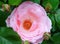 Rose centifolia Muscosa