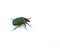 Rose Chafer beetle